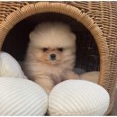 도그도그펫 이미지