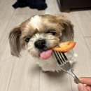 설악산장 | 켄싱턴 설악밸리 리조트 펫동반 숙소 후기 | 애견동반 가족여행