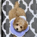 일산시티 동물의료센터 이미지