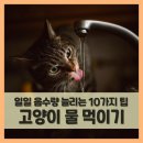 고양이 음수량 늘리기 프로젝트🐱🐈🐈‍⬛ 이미지