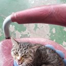 고양이세수 이미지