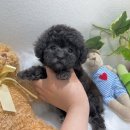 포더독스 강아지 강서 마곡점 이미지