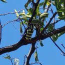 노랑제주 이미지