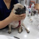 광교 우리들동물병원 이미지