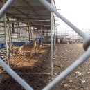 사슴영토한록원 이미지