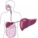 간(肝)의 정체를 밝힌다 이미지