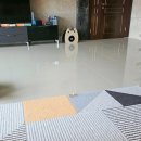 고양이분양 반하나캣 이미지