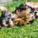 행복한 강아지 이미지