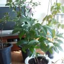구아바, 레몬나무, 멀꿀나무, 블랙커런트, 수국, 유럽분꽃 이미지