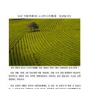 보성 차밭[茶園]의 소나무[三松臺]를 되살립시다. 이미지