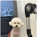 아리스타펫 이미지