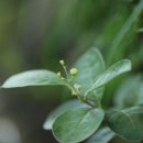 숨비기낭 이미지