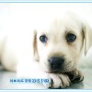 컴온독 이미지