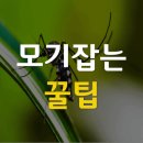 모기 이미지