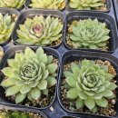 g0183 네이버블로그