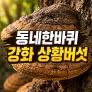 장수약용버섯 | 동네한바퀴 강화 상황버섯 농장 주문방법