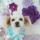 솔펫살롱 이미지