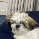 외송물산 | 6개월 퍼피(시츄) | 강아지 방광염, 방광결석 치료일기 _7 (방광슬러지 재발의심에서 재발확정..)