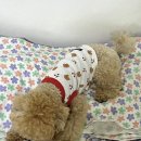 사계절 예쁘개 | 키니키니 강아지옷 브랜드 도트체리 M 솔직후기