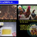 토종닭 이미지