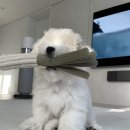 미용특공대 | 꼬똥 드 툴레아, 초보 견주를 위한 강아지 용품 추천 리스트