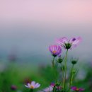 (주)사랑으로 이미지