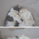 다정한고양이