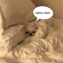 케이크이크 이미지