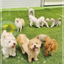 영종독 반려견 호텔, 유치원 이미지