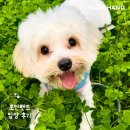 1940 | 포인핸드 입양후기[❤️입양후기❤️] 1940. 로키