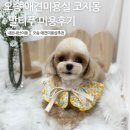 코지몽 | 오송 애견미용샵 코지몽 : N번째 방문 중인 후기