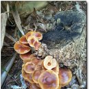 화단 한켠에서 키우는 팽이버섯. 이미지