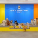 돈워리독 이미지