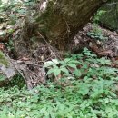 서부초등학교 정문 이미지