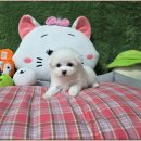 우리펫 강아지분양 성동구점 | 광주강아지분양 펫왕국 애견분양 펫샵