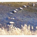 징검다리 이미지