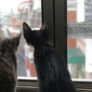 행정사사무소 한강 이미지