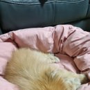 잠솔 이미지
