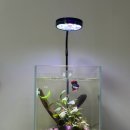 대명천로 | 대구 수초닷컴 방문기｜ 베타 어항 꾸미기 수족관 풀세팅 후기 (총금액 포함)