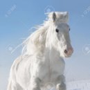 백마 이미지