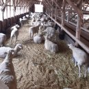 [장소] 대관령 양떼목장.평창. 이미지