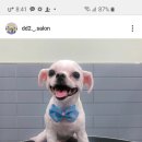 댕댕이 머리방 이미지