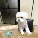 멍멍이 다과점 이미지