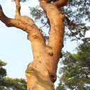 백악산에서 옥양폭포로 내려와 은빛물보라 아래 산천어와 노닐며 &#39;공주의남자&#39; 사랑이야기를 생각한다