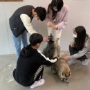 냥냥댕댕 이미지