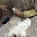 고양이 무마취미용 네발바닥 네이버블로그