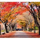 그 해 가을 이미지