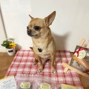 멈머다냥 이미지