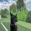 이츠펫 살롱 이미지