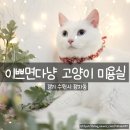몽슈 펫그루밍샵 | 수원고양이미용실, 이쁘면다냥 고양이 첫 미용 솔직후기